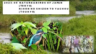2023   09 Nature & Birds of Japan, Tokyo