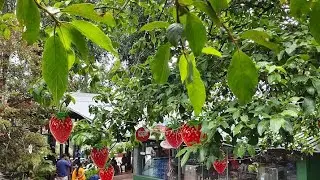 Mapro garden| Mahabaleshwar | shopping and restaurant| beautiful ambience 