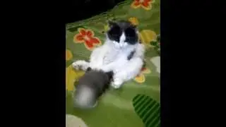 Кот Барсик