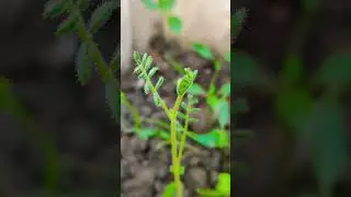 #exploringbdandfishing #gardenplants #exploringfish #birdslover