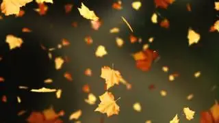 Футажи Листья 19