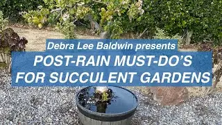 Post-Rain Must-Do's for Succulent Gardens