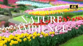 Relaxing Tulip Garden Ambience with Water & Birds | Nature Sounds for Focus & Relaxation