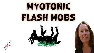 Myotonic Goats assisting Anti-consumerism group in their flash mob performances in NYC.