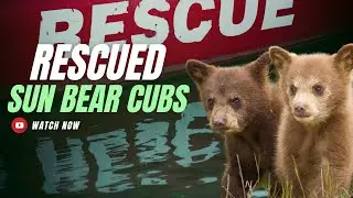Rescued Sun Bear Cubs || A New Hope for Wildlife Conservation
