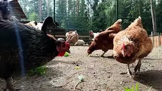Quiet Chicken Yard in Nature &mdash; Idle Farm Birds Without Sound
