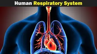 The Human Respiratory System (Urdu/Hindi)