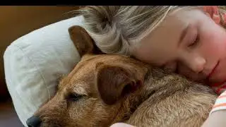 Clark County official takes steps to ban most pets in stores
