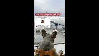 Booking Your Dogs Ticket With Delta ✈️ Tips For Flying With Your Dog