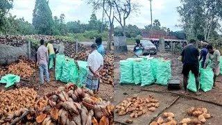 Coconut/Kasangal semi husked black coconut/Wholesale suppliers/7418177226/Mandi in Uthangarai TN