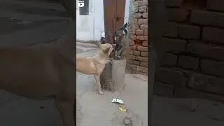 monkeys vs dog #friendship #monkey#dog
