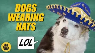 Dogs Wearing Hats  -  Hilarious!