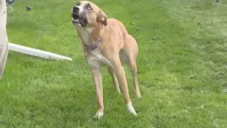 Couple shocked after their dog is shot by a BB gun in their backyard