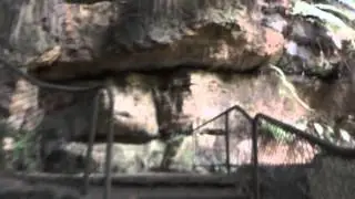 Walking In The Blue Mountains, New South Wales, Australia (Part 7) - Fern Gully NSW