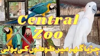 Top 5 birds Islamabad zoo |Birds Houseat lake view park   | Wildlife Wonders park Islamabad pak