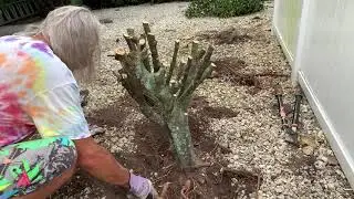 How to pull out a Ficus tree stump