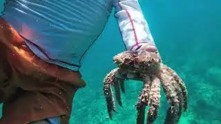 El Dorado Seaside Palms   Snorkeling Video 2 9 2024