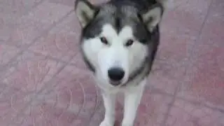 zeus alaskan malamute