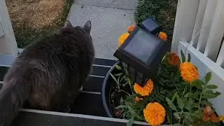 Cat Attack: Chickadee Outsmarts Indoor Cat's Ambush || WooGlobe