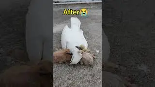 Kabutar sad viral short 🕊️😱 || mother sad status 😭 || #shorts #youtubeshorts #kabutars