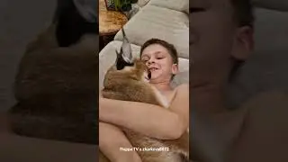 Харли &mdash; дружелюбный флоппа #каракал
