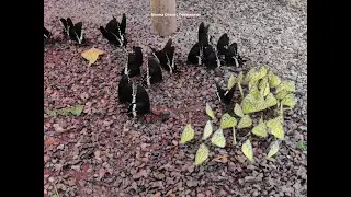 Puddling - Indian Pioneer & Common Mormon butterflies