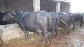 محمد یاسین سیالکوٹ 10 برانڈ جھوٹیاں دستیاب 21 جنوری 2026 pak animal 