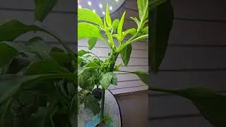 Tomato and pepper starts in my Aerogarden #plants #aerogarden