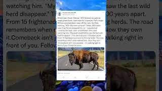 The Last Bison Who Reclaimed the Roads#BisonStory #WildComeback
