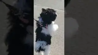 She thought she was bipedal!🤣🥰