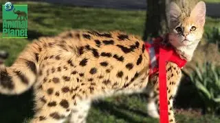Кошка Саванна &mdash; всё о гибридной породе кошек [2022]