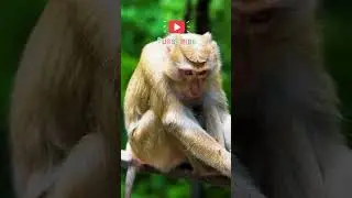 Monkey Video 8K Ultra HD 60 FPS #nature #monkey #wildlife
