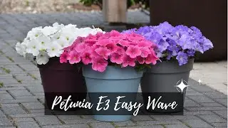 The Flowers Icon | Petunia E3 Easy Wave the new series 2021 | EP.1