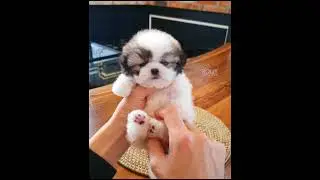 puppy #28 #shorts #puppy