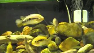 40 Gallon CA Archocentrus Multispinosus Tank UPDATE 11/10/10