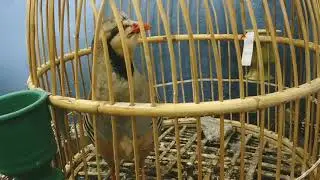 male and female chakor partridge voice hunting chakor voice #birdsounds#chakor#youtubeshorts#youtube