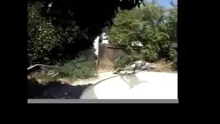 Backyard Bandits