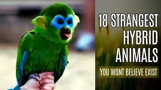 Top 18 Hybrid Animals that Actually Exist 🐯🐺 | Rare Cross Breeding Animals 🦁🦄
