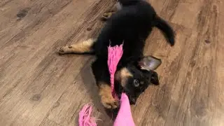 Coco plays tug of war- Blue heeler and German Shepherd mix puppy