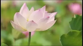 Captivating Abstract Visuals in a Calming Meditation Film, Ideal for Stress Relief Anywhere