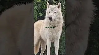Joe Rogan on Wolf Pack's Genius Hunting Strategy