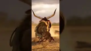 Can this Ankole-Watusi cow save its calf from wild predator attack #wildlife #animals #nature