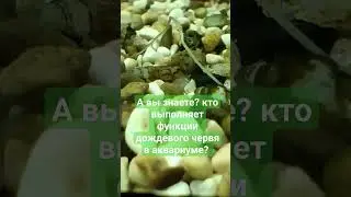 улитка Мелания