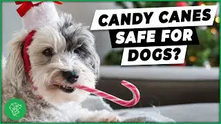 What Holiday Decorations Are Pet Safe? | Ultimate Pet Vet
