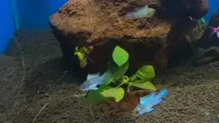 Electric blue ram chiclids in planted tank#Aquariumworld786