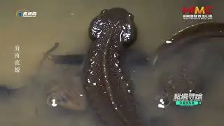 Discovering Mysteries S3 E3  Hainan Knobby Newt