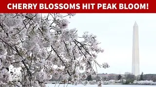 Cherry blossoms reach peak bloom in DC