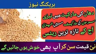 wheat price today in punjab | wheat price today in punjab |گندم کا ریٹ 2023