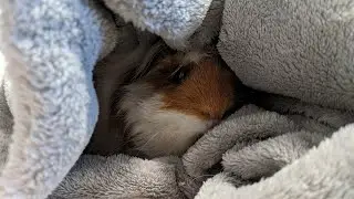 Guinea Pig Hides In A Blanket Tunnel