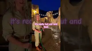 Camel rides in the desert! So much fun 🥹😍 #camel #travel #animals #cute #vacation